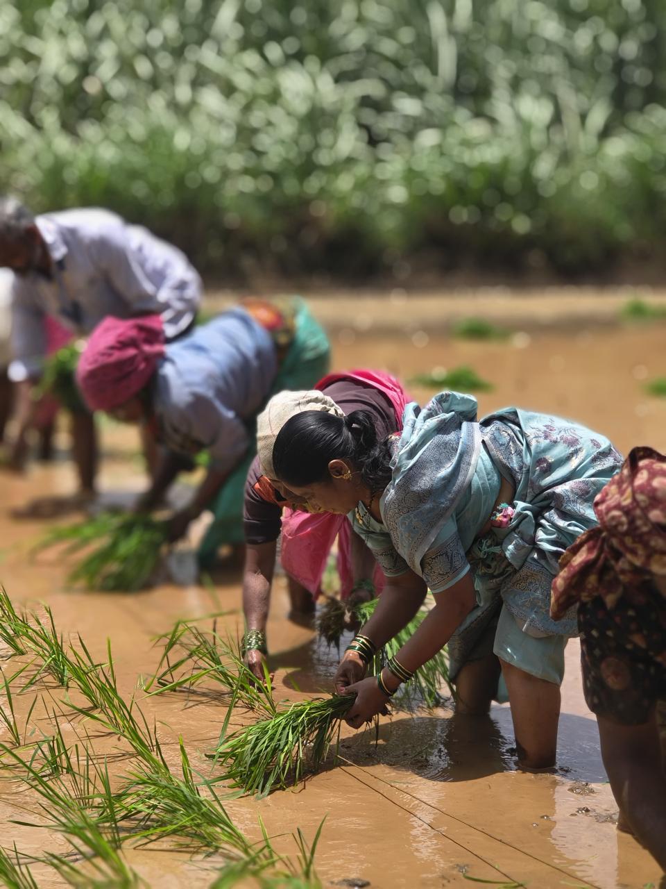 Farm workers hand-transplanting rice paddy at a Nexway Exims source farm in India