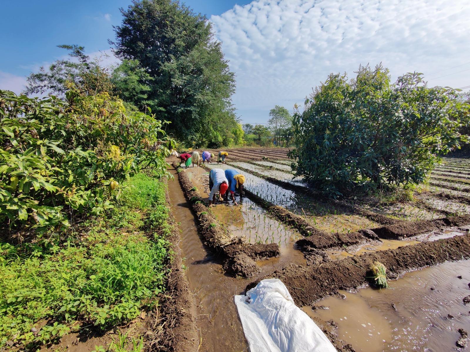 Farm workers hand-transplanting rice paddy at a Nexway Exims source farm in India