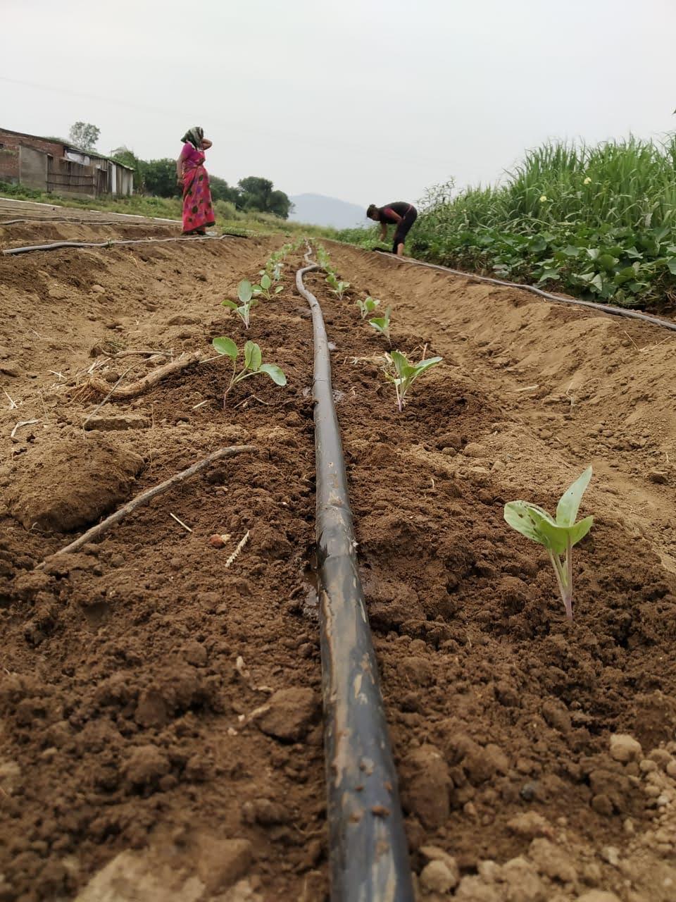 Drip-irrigated crop rows at a partner farm supplying Nexway Exims