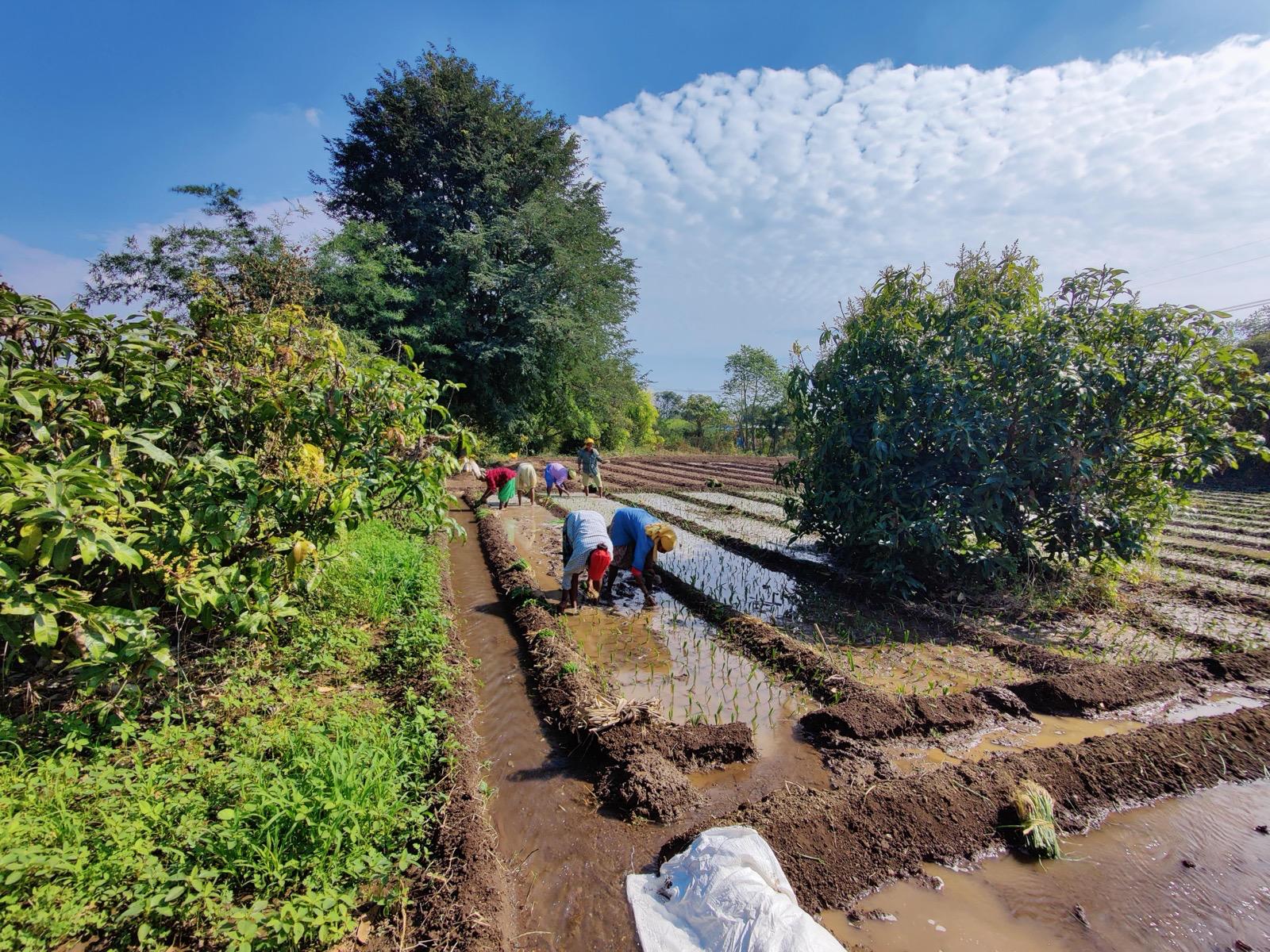 Farmers hand-harvesting produce for Nexway Exims' export supply chain