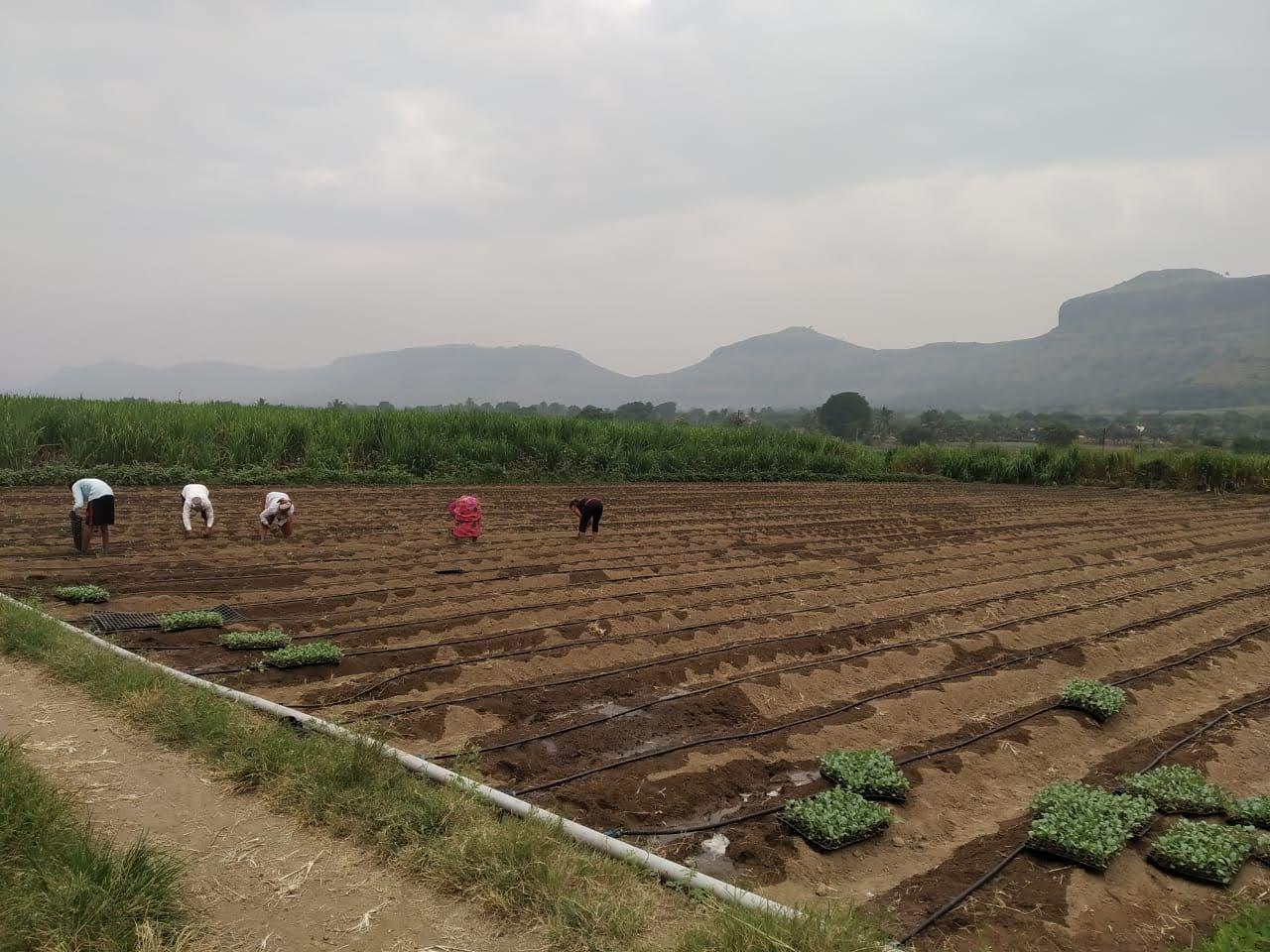 Onion harvest being sorted and graded at the farm before export processing