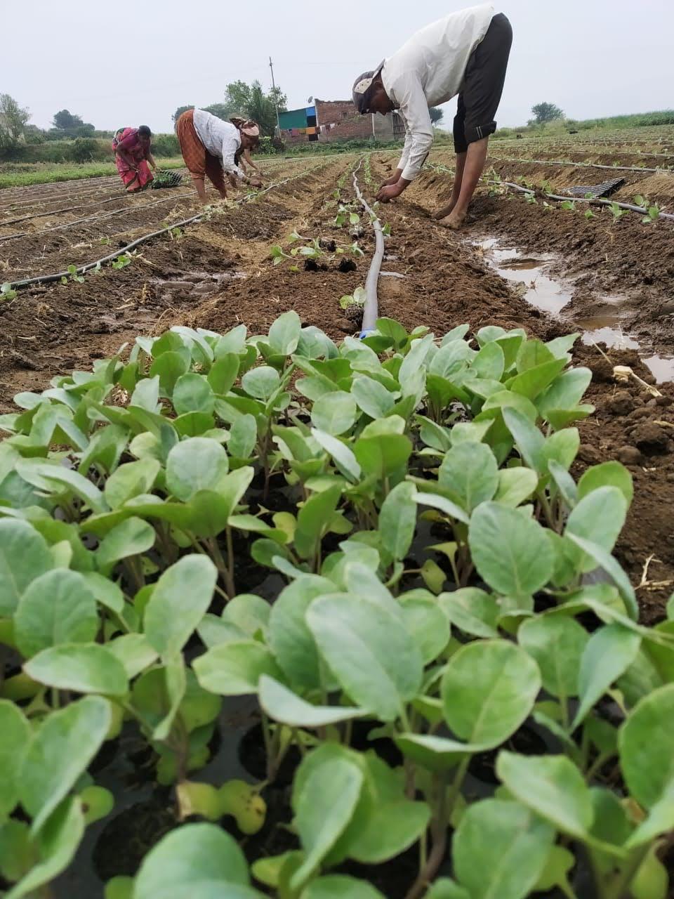 Fresh vegetable seedlings growing at an Indian farm in Nexway Exims' sourcing network