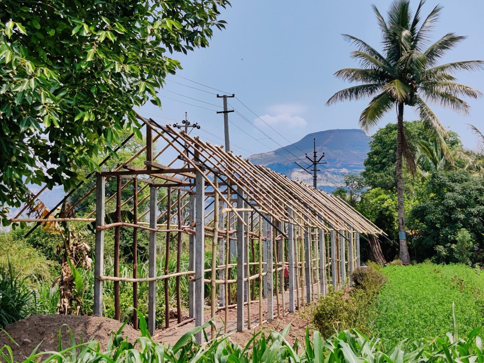 Farm labourers winnowing harvested crop under open sky at source