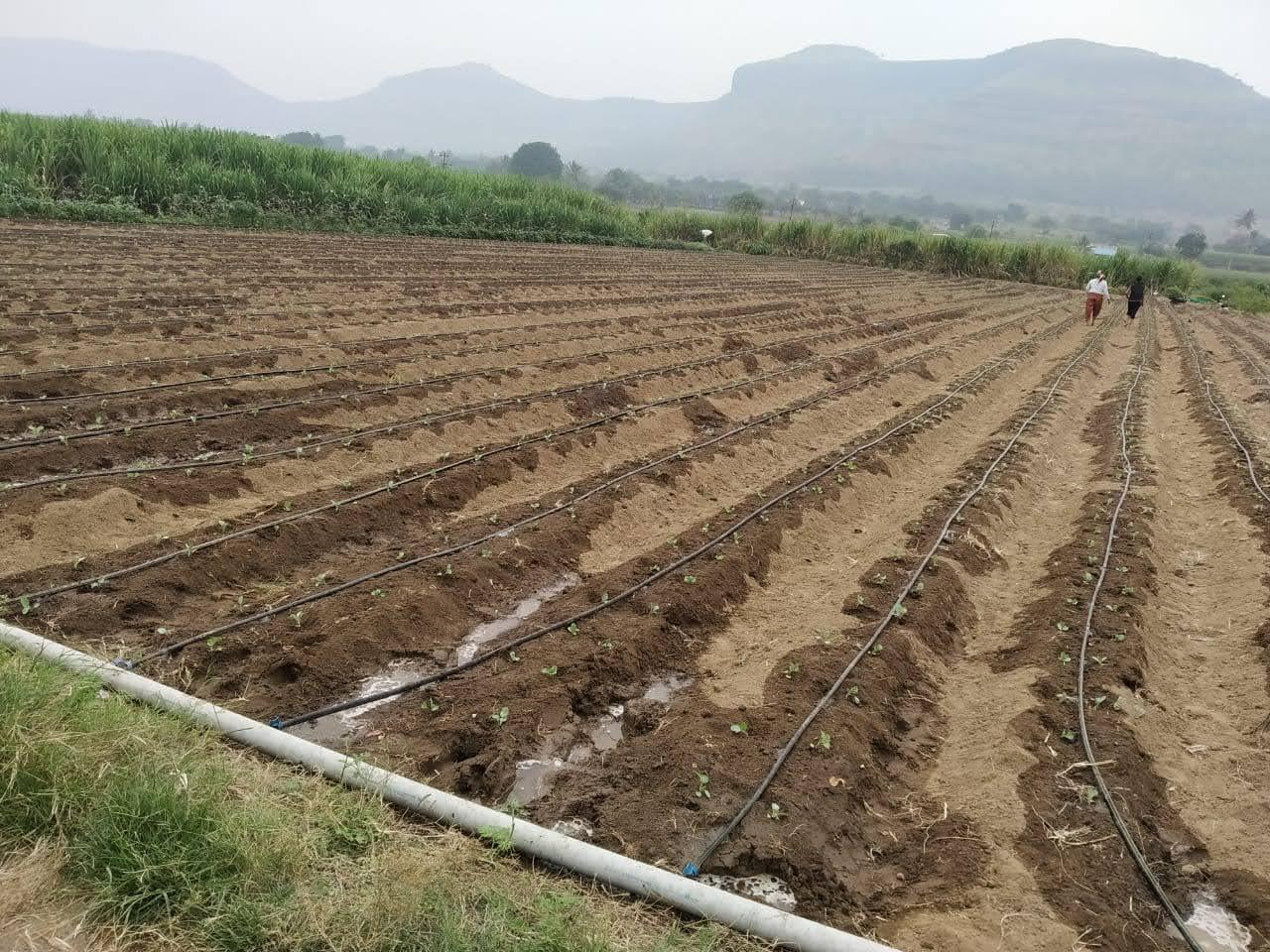 Hand-sorting freshly harvested onions for quality grading and export