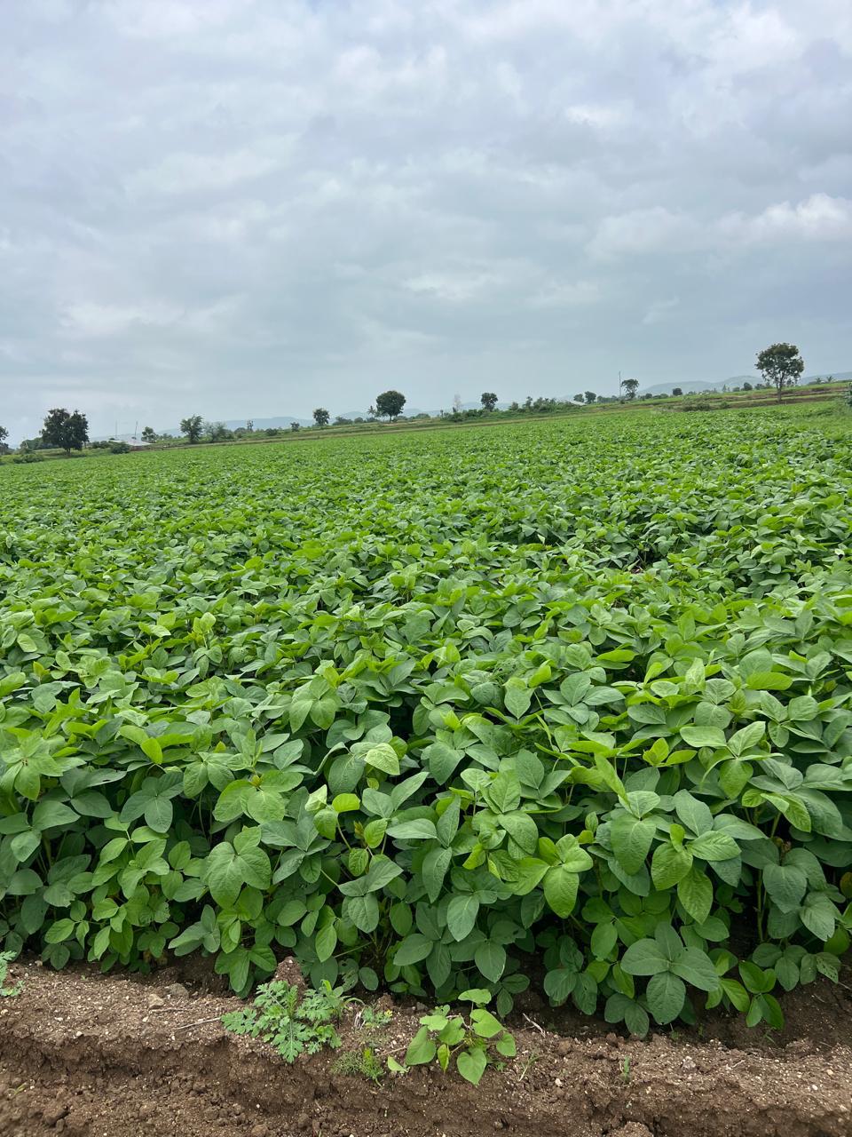 Traditional Indian farming practices behind Nexway Exims' raw material sourcing