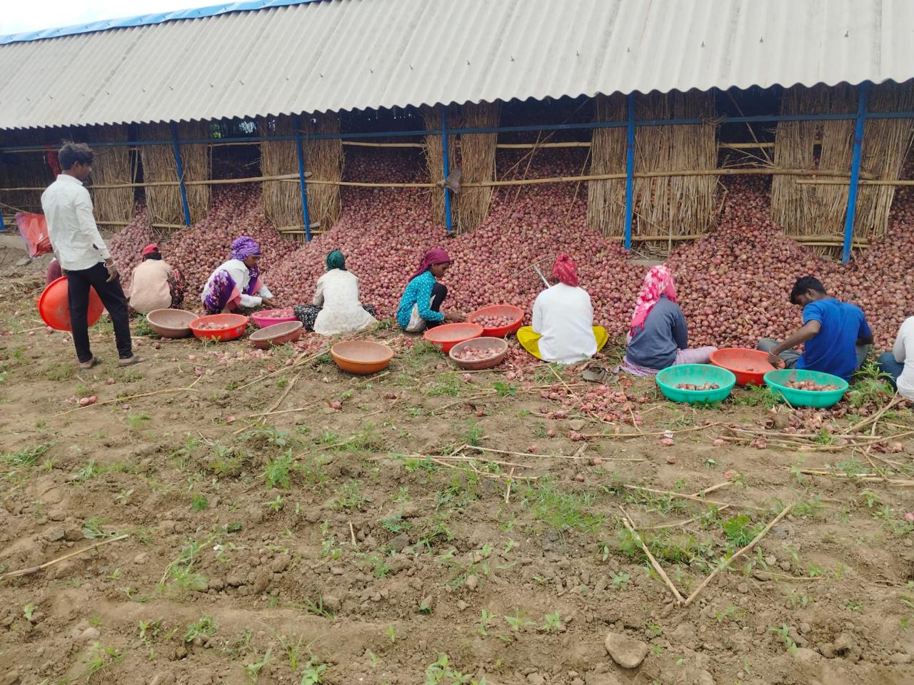 Farm-to-export quality checks on produce destined for global buyers