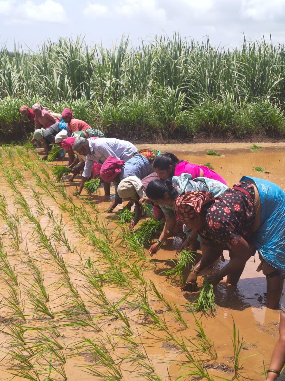 Farmers hand-harvesting produce for Nexway Exims' export supply chain