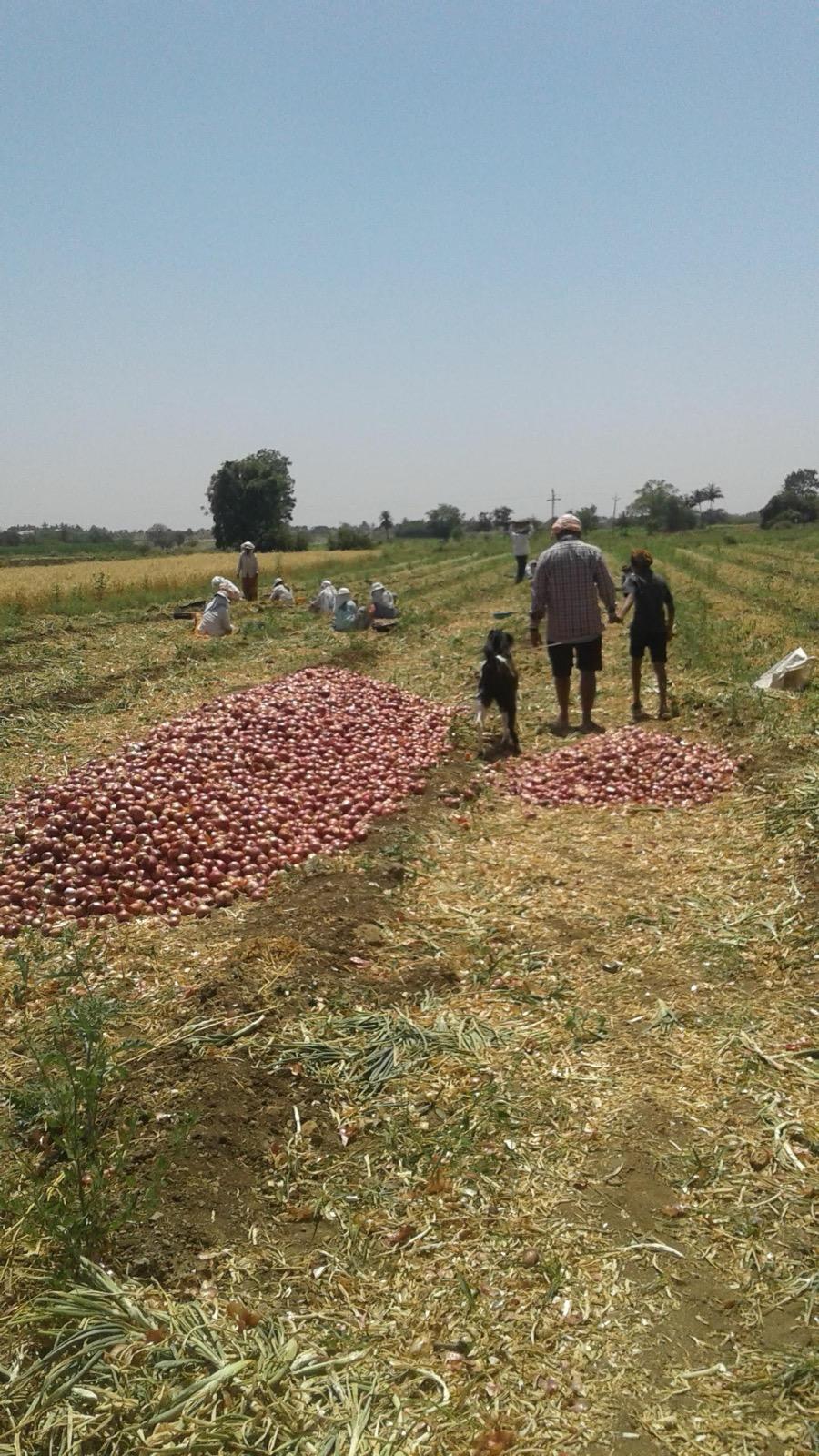 Onion harvest being sorted and graded at the farm before export processing