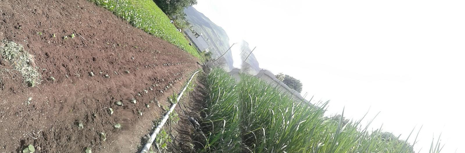 Fresh vegetable seedlings growing at an Indian farm in Nexway Exims' sourcing network