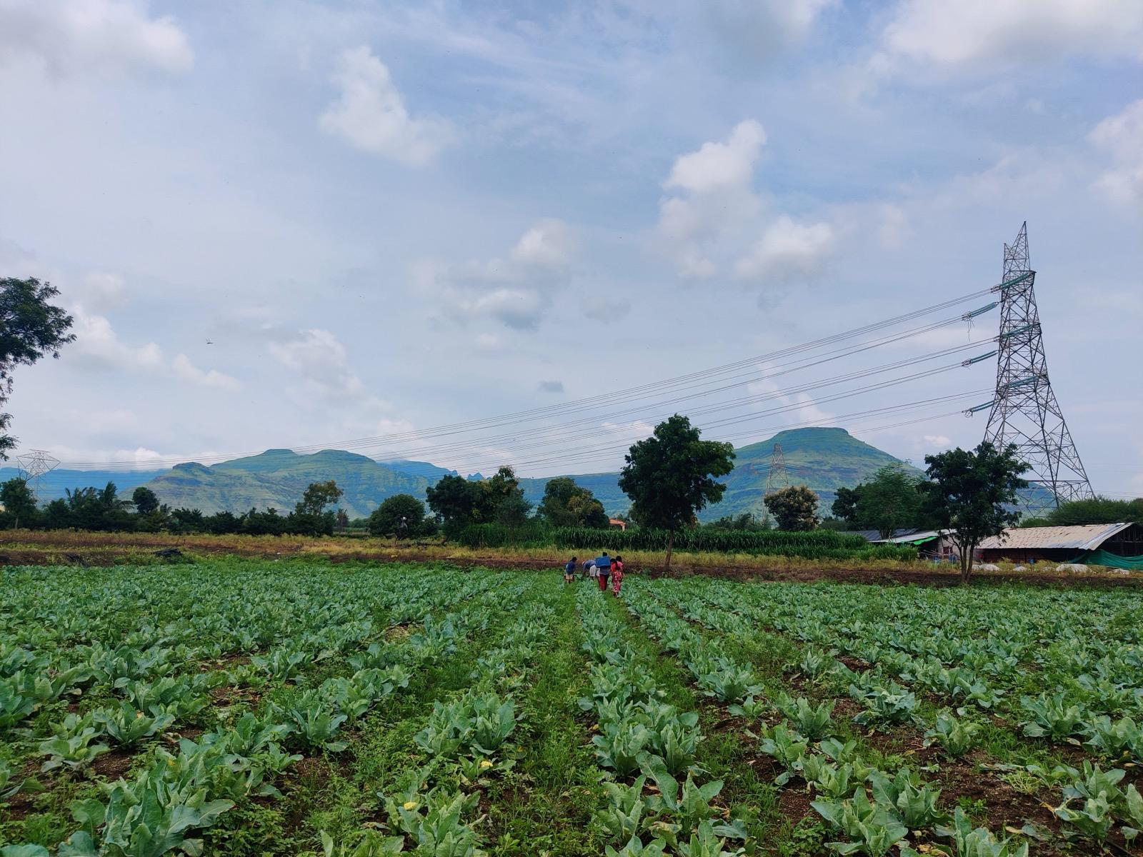 Farm labourers winnowing harvested crop under open sky at source