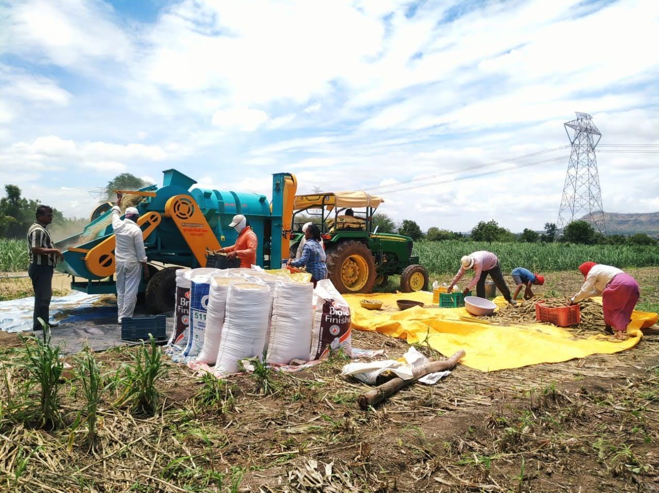 Hand-sorting freshly harvested onions for quality grading and export