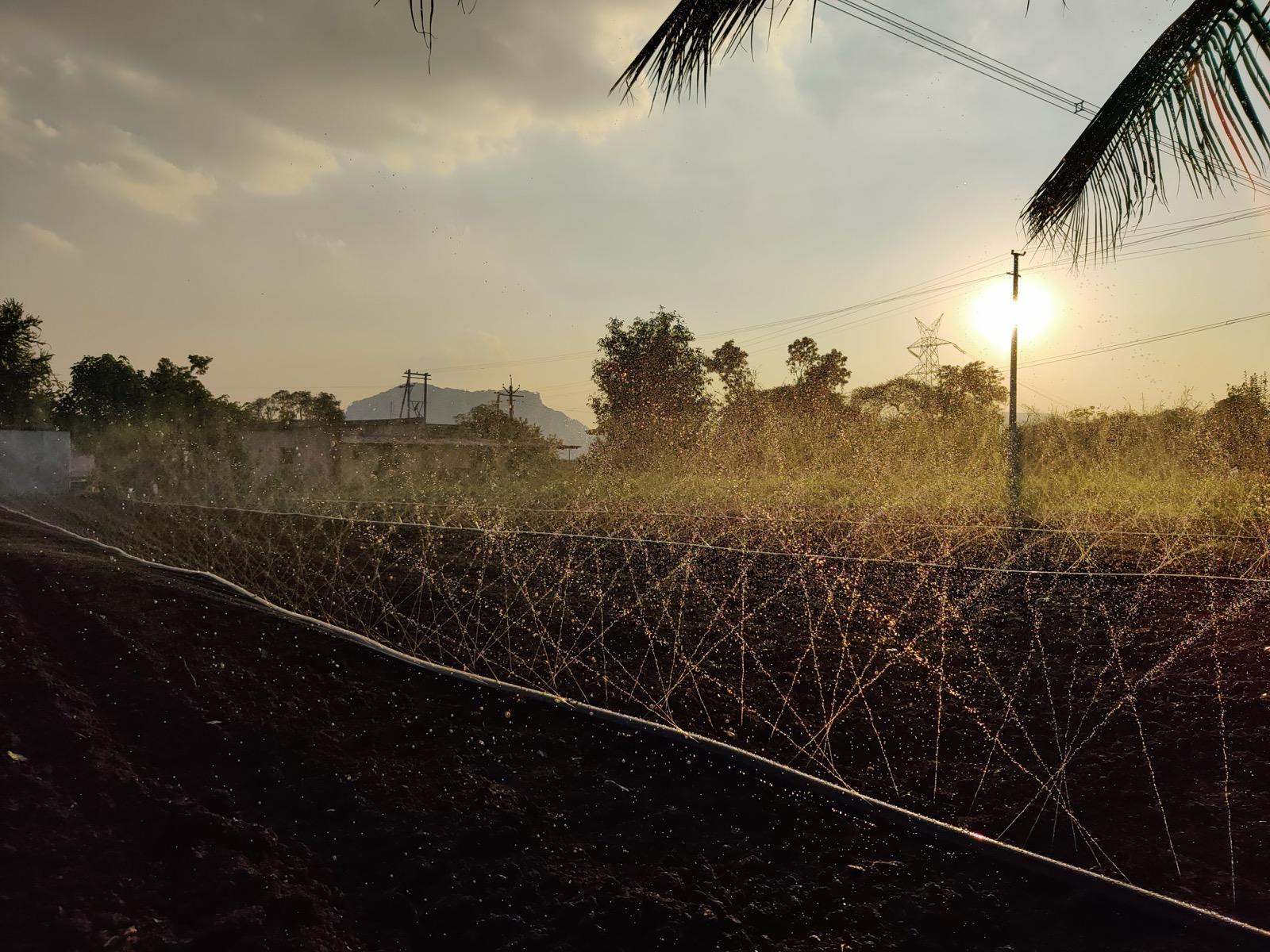 Traditional Indian farming practices behind Nexway Exims' raw material sourcing