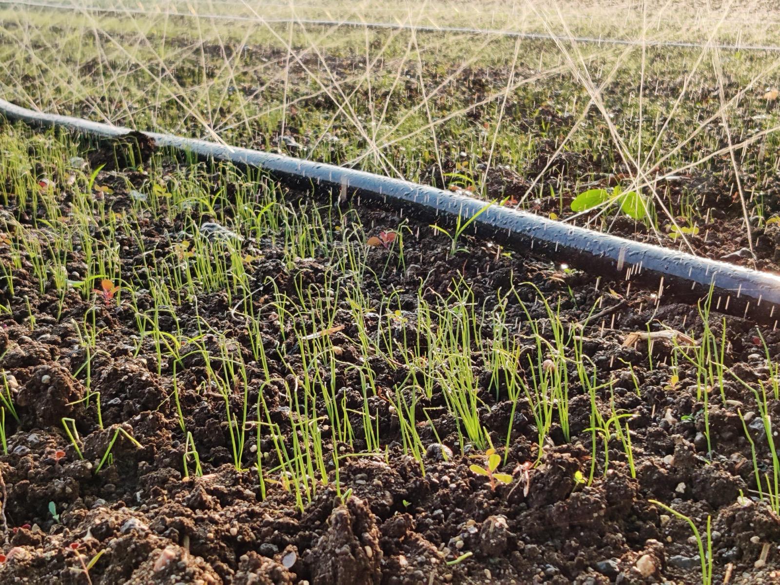 Farm-to-export quality checks on produce destined for global buyers
